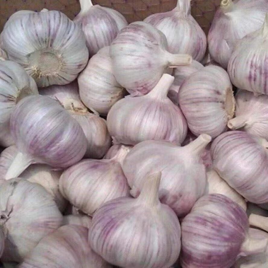 河南当季新干蒜5斤新鲜大蒜头新干蒜200g起紫白皮出大蒜种子