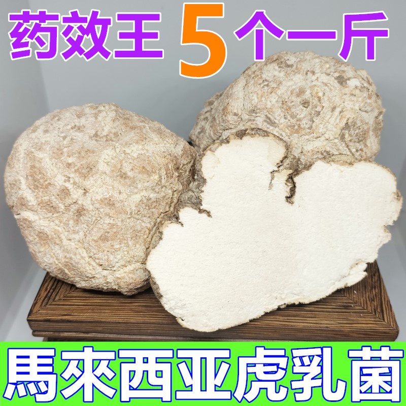 虎乳菌中药材马来西亚虎乳菌片正宗虎奶菇虎乳灵芝虎奶菌儿童汤包