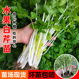 雪白芹菜种苗白杆实心脆芹菜秧苗红芹种子高产浓香四季 阳台盆栽苗