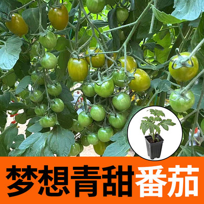 梦想青甜番茄苗绿宝石梦想青甜番茄种子籽苗绿翡翠水果番茄蔬菜