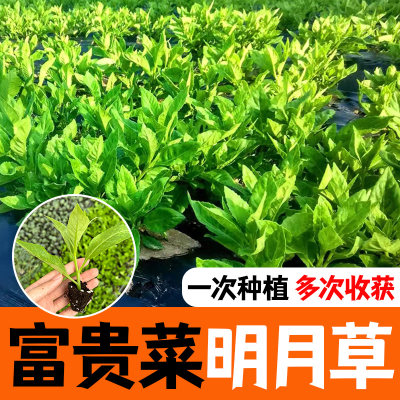 明月草苗盆栽白背菜神仙草蔬菜种植食用白子菜植物金鸡毛草