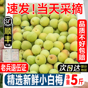 现货青梅鲜果诏安野生小白梅5斤青梅鲜果泡酒腌制酵素酸孕妇水果