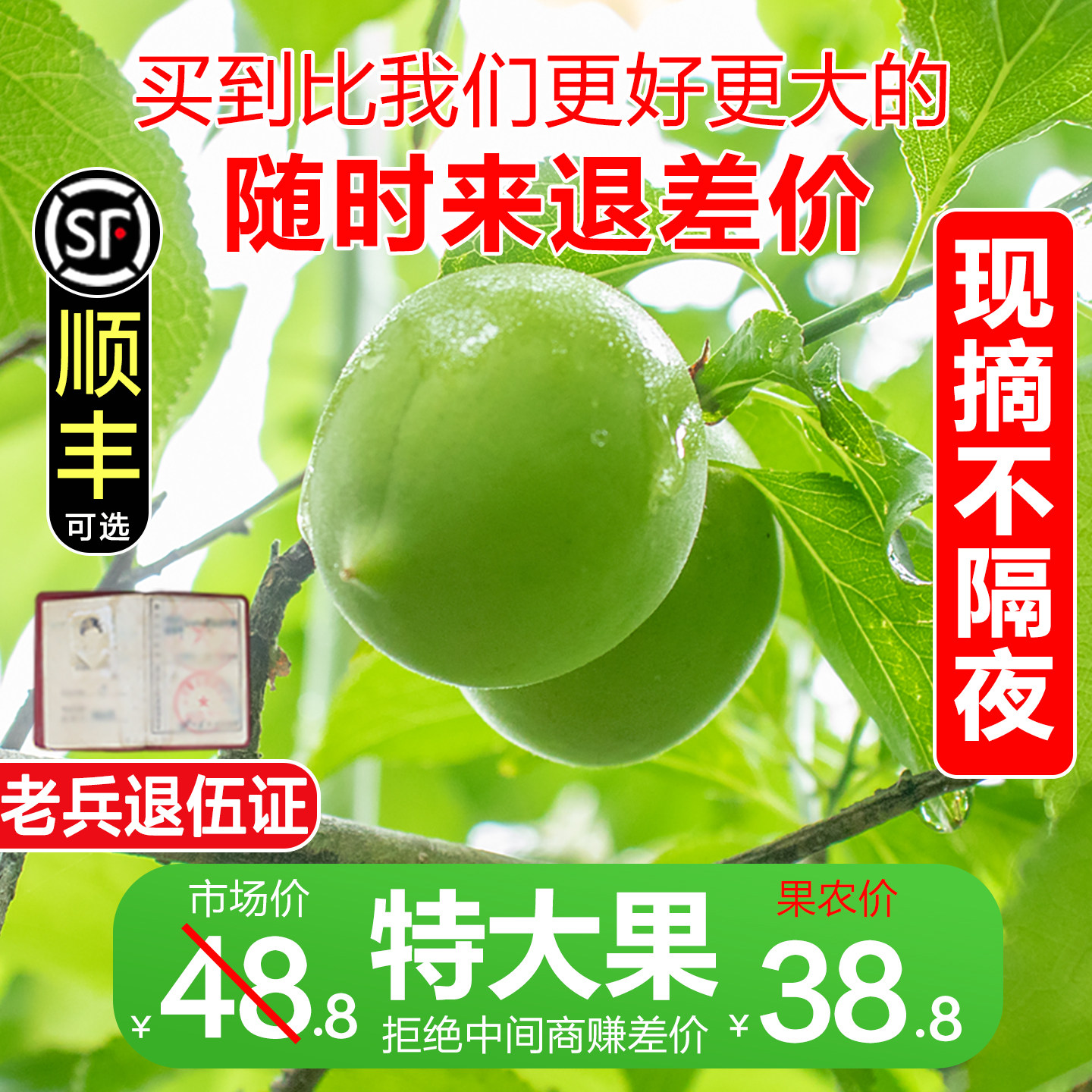 精品特大果青梅鲜果诏安青梅现摘泡酒青梅5斤酵素脆梅子酸水果