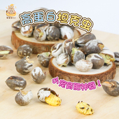 仓鼠金丝熊坦克虫蜜袋鼯龙猫高蛋白零食活体虫高脂肪营养增肥神器