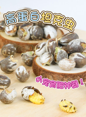 仓鼠金丝熊零食高蛋白坦克虫