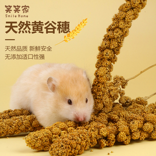 仓鼠黄谷穗谷物逗鼠棒造景玩具粮食小鸟谷穗营养用品磨牙小零食