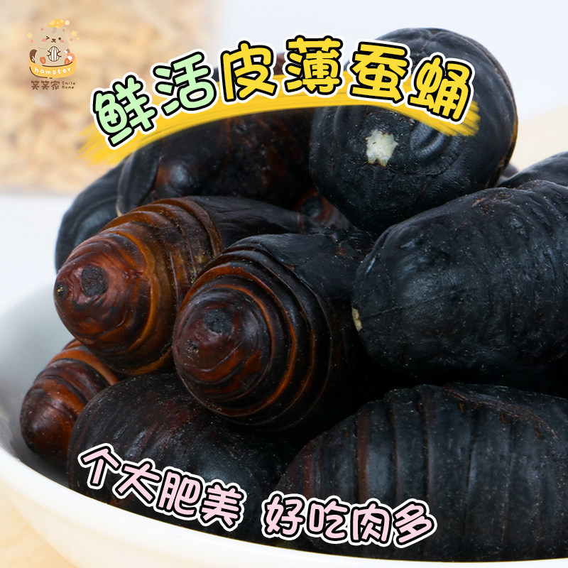 仓鼠金丝熊零食粮食活蚕蛹高蛋白