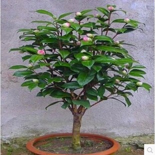 庭院绿化四季金茶花苗盆栽山茶花树苗大小苗