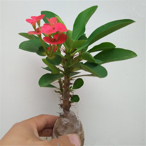 虎刺梅铁海棠花苗带花四季开花