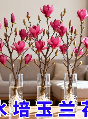 玉兰花苗水培植物室内花卉盆栽四季开花好养活
