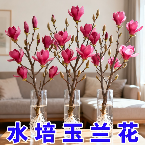 玉兰花苗水培植物室内花卉盆栽四季开花好养活
