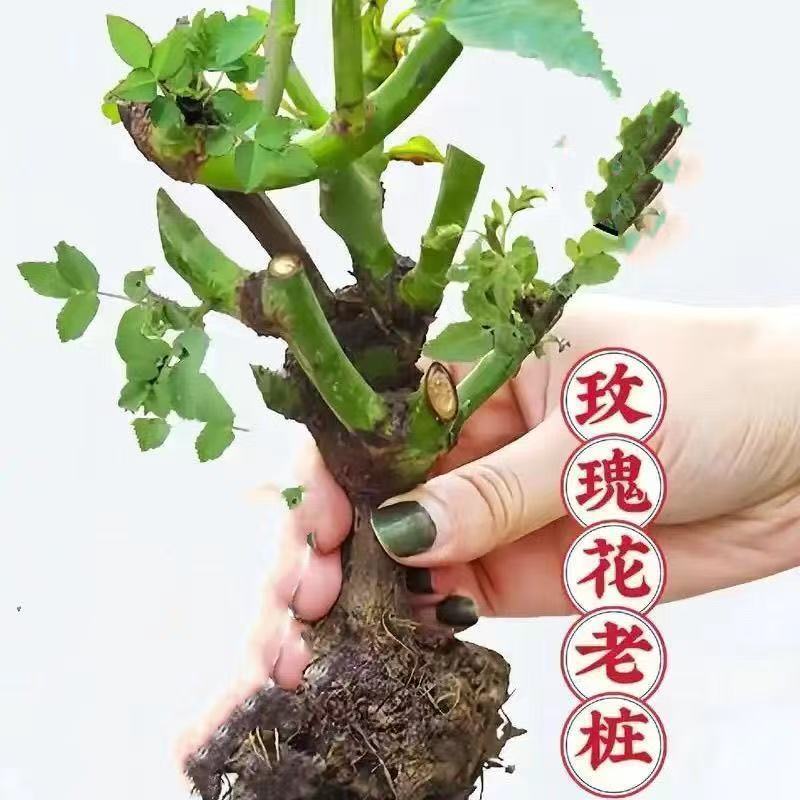 玫瑰花苗盆栽花卉植物室内庭院月季花树苗四季带花苞