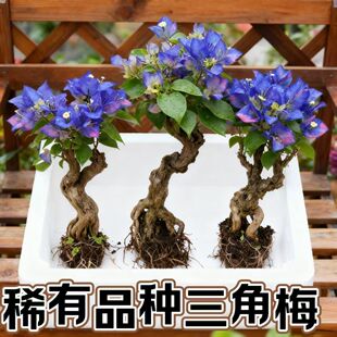 稀有三角梅四季 开花花卉耐热好养绿植庭院阳台 特色品种三角梅