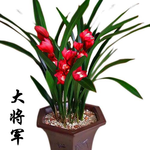 兰花苗盆栽 建兰浓香四季君子兰花 墨兰 蕙兰室内花卉植物盆栽