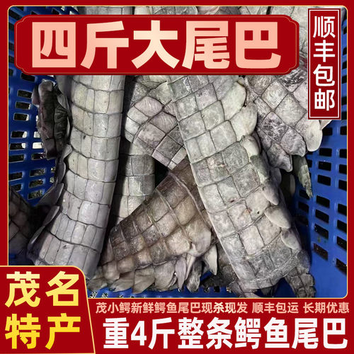 4斤整条鳄鱼尾巴茂名产地优惠中