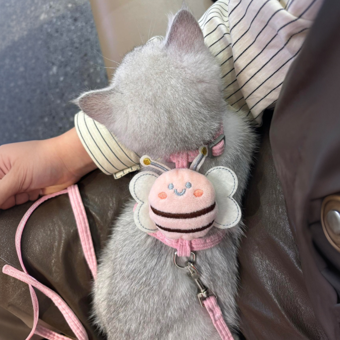 猫咪牵引绳出门防挣脱布偶溜猫绳