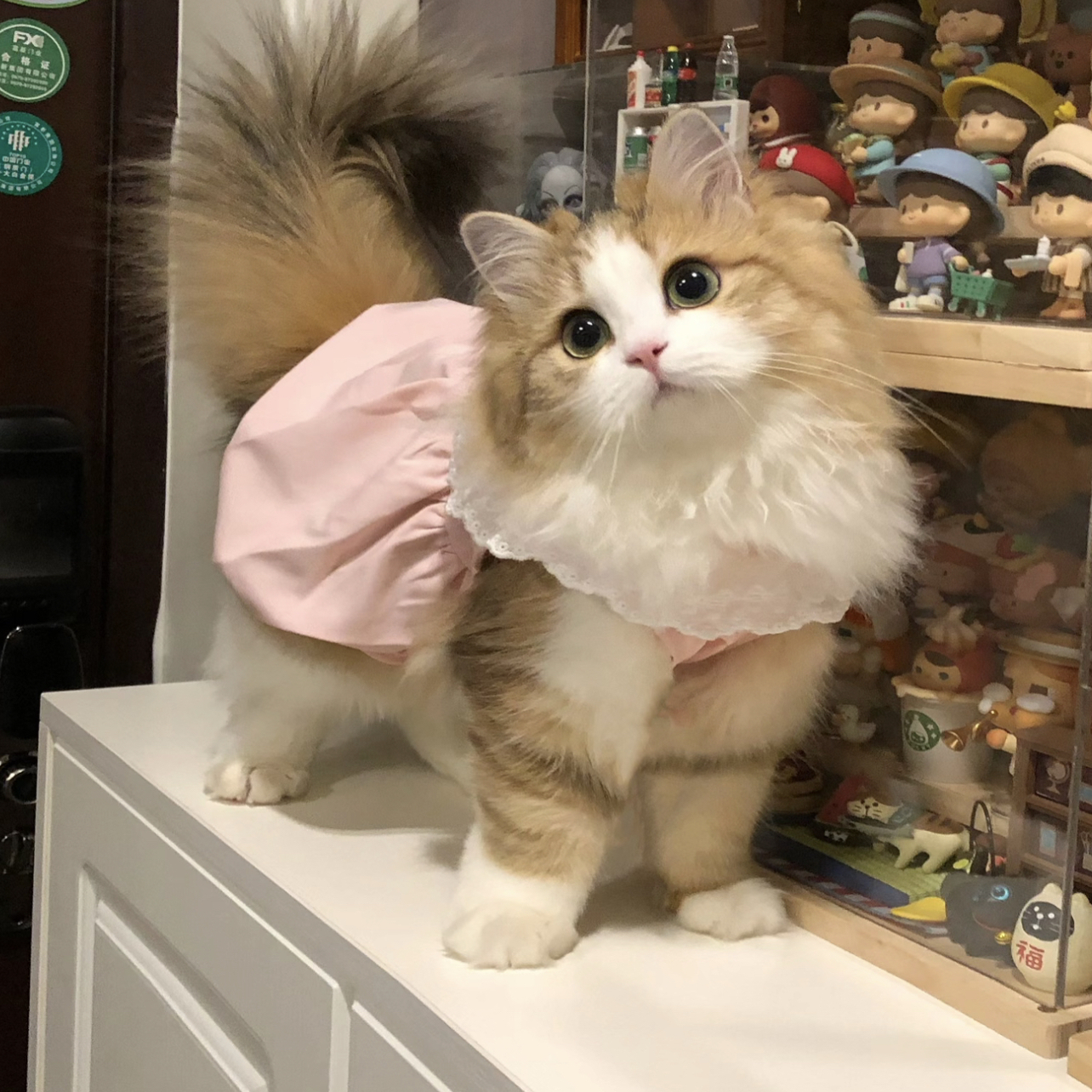 貓咪衣服春夏季新款南瓜裙公主裙