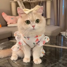 Одежда для животных