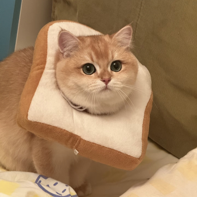 伊丽莎白圈宠物头套猫咪绝育防舔咬吐司面包圈软项圈狗狗防舔神器