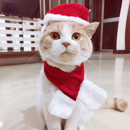 猫咪围脖猫围巾帽子套装圣诞装可爱宠物斗篷披风口水巾三角巾领巾
