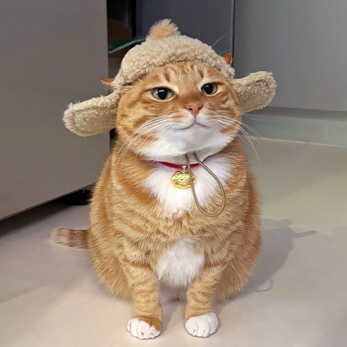 猫咪帽子羊羔毛防风帽露耳朵