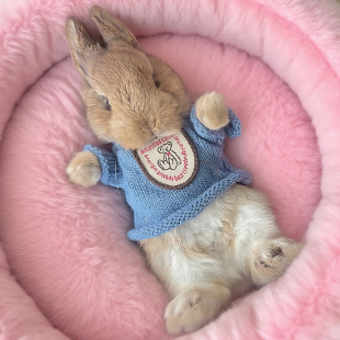 兔子衣服秋冬毛衣超小码保暖可爱侏儒兔荷兰猪豚鼠防掉毛宠物服饰