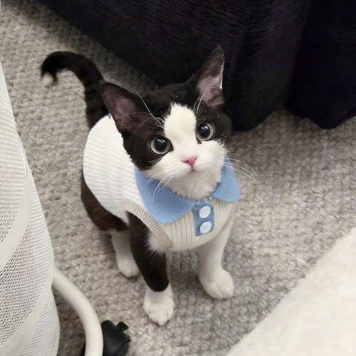小猫咪衣服新款春夏背心防掉毛