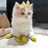 猫咪袜子宠物猫脚套防挠猫爪套手套狗狗防滑脚套防脏鞋 子外穿不掉