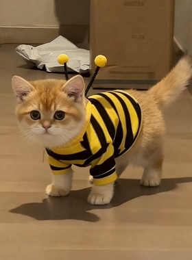 猫咪衣服秋冬款蜜蜂装银渐层布偶英短起司小型犬宠物保暖狗狗卫衣