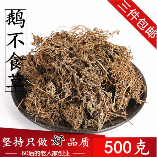 野生鹅不食草 野生新鲜鹅不食干货500g 食胡荽鹅不食 3件包邮
