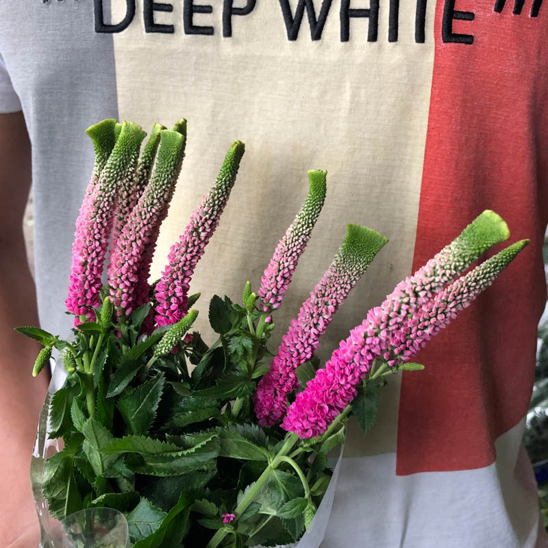 昆明基地鲜花直发鼠尾花束一扎10支空运包邮水养家庭办公室插配花