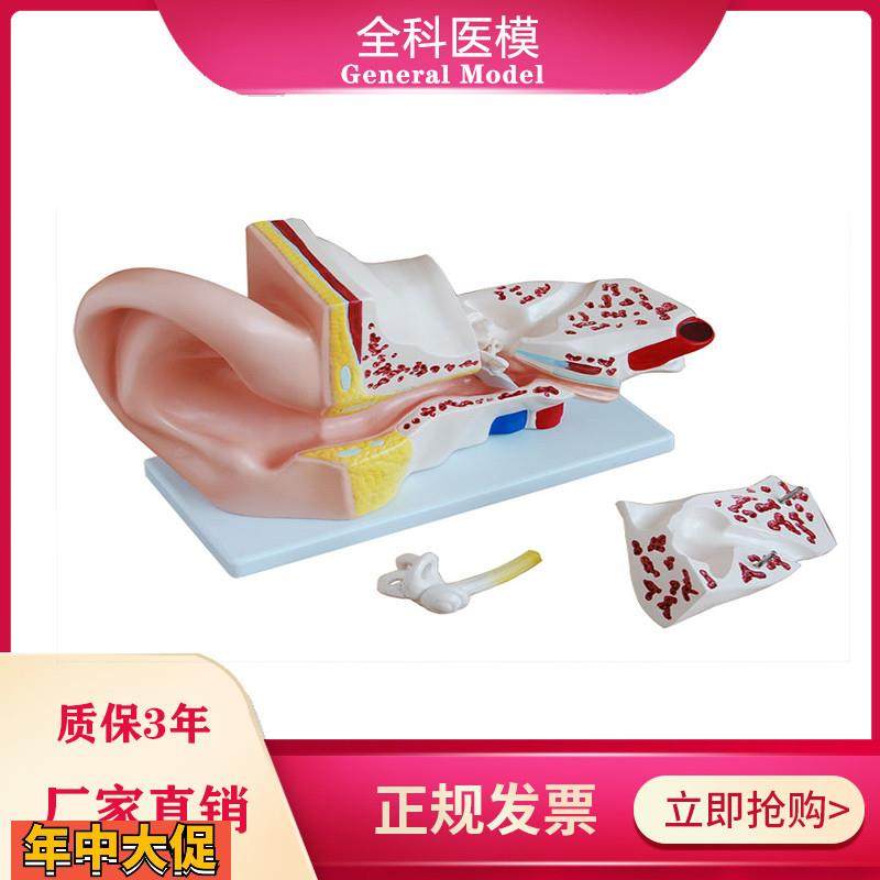 大耳解剖模型内外人耳朵结构造听觉系统教具耳鼻喉科展示教学模型,文具电教/文化用品/商务用品,模拟人,淘宝优惠券,粉丝福利购,淘宝优惠卷