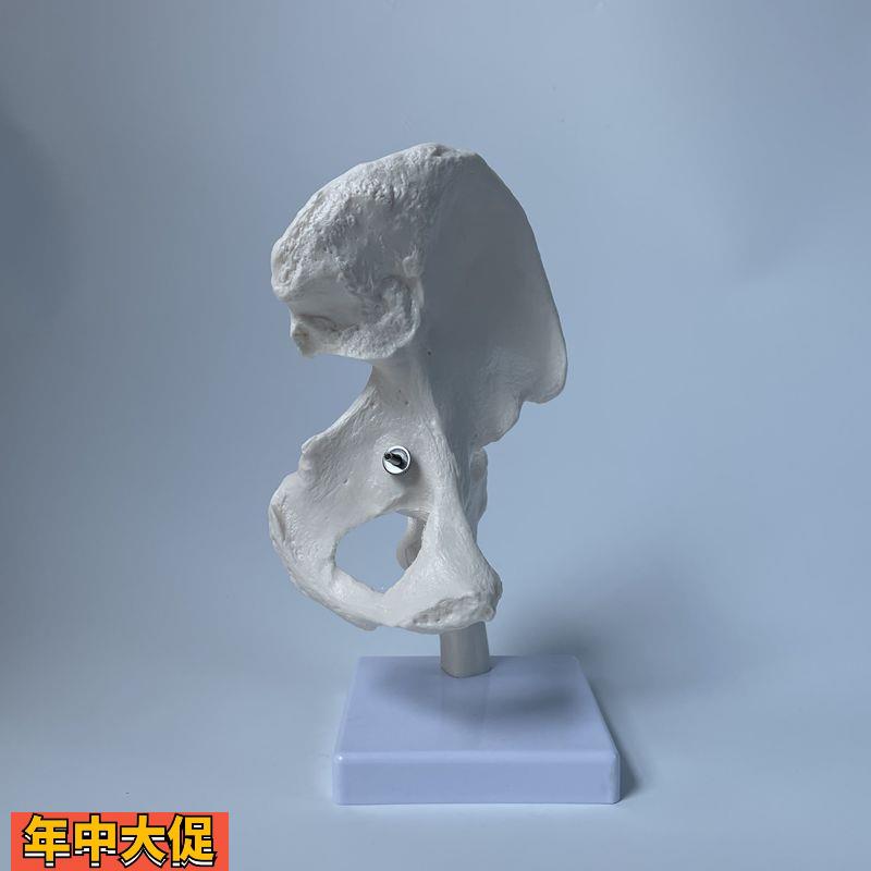 康泰教具髋关节模型人体骨骼教学演示股骨头旋转活动康复运动促销