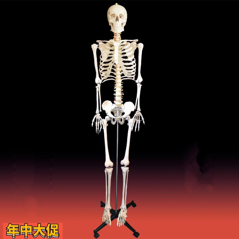 176cm高人体骨骼模型仿真塑胶骨架医用美术模特立式胸腔四肢脊柱