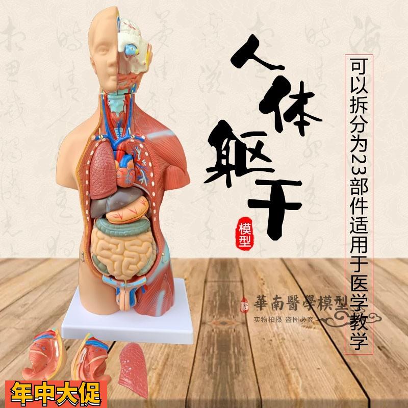 躯干模型人体内脏解剖男性女性躯干解剖模型胸腹部器官结构造医学