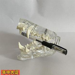犬口腔模型透明水晶宠物医院兽医教学模具狗牙齿上颚下颌骨动物骨