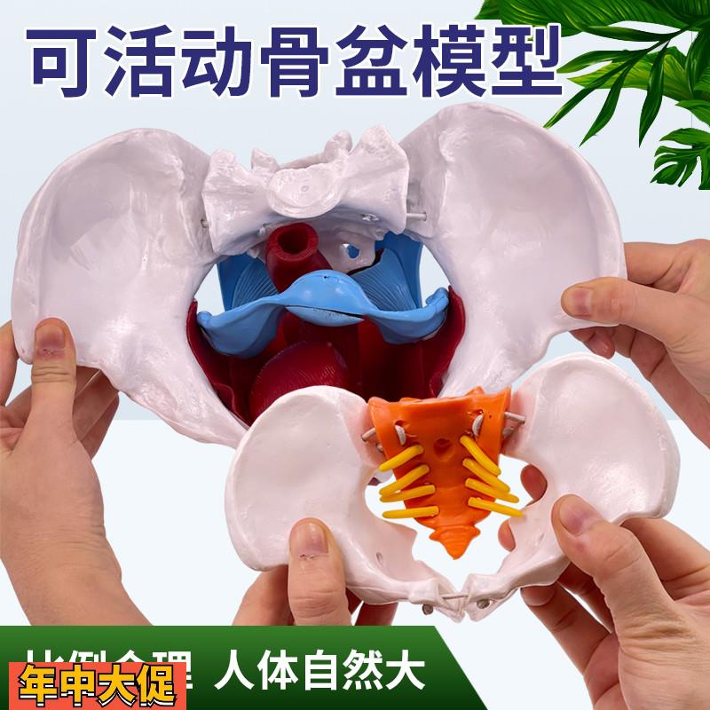 可活动女性骨盆模型人体动态解剖盆底肌教学腰椎产后康复培训骨架