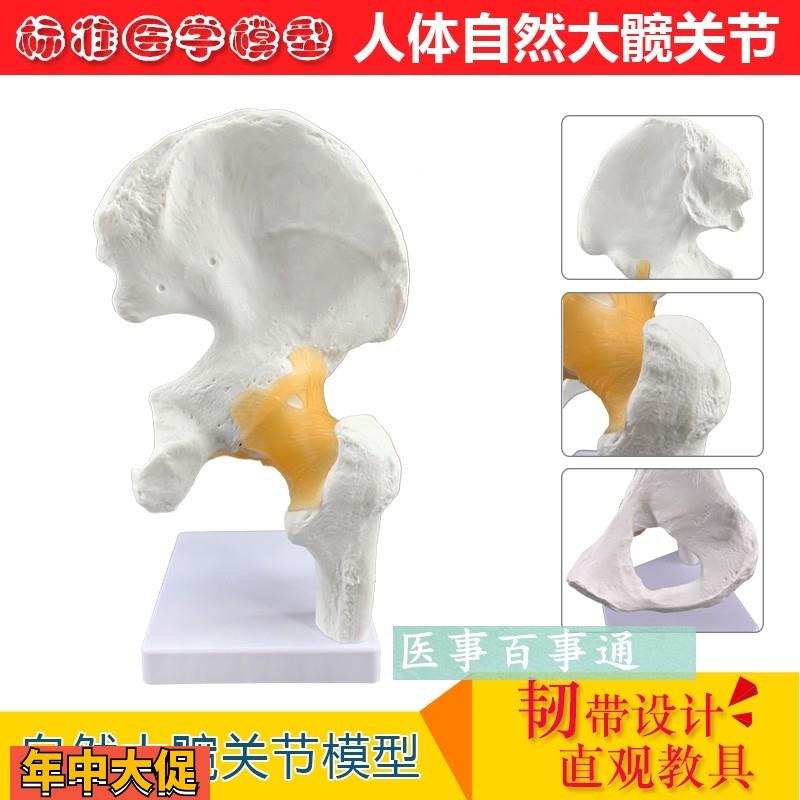 厂价直销大型髋关节模型人体关节骨骼骨架模型医用人体标本模型