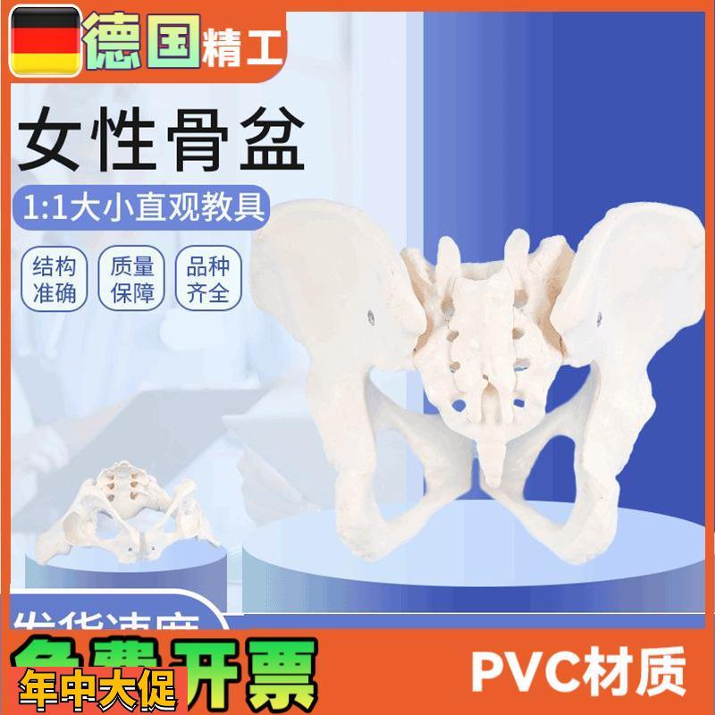 女性骨盆模型1比1女盆腔关节骶骨耻骨结构妇产科展示教具骨骼解剖