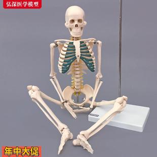 骨骼模型85CM人体全身骨架带神经椎间盘结构展示医学教学模型骷髅