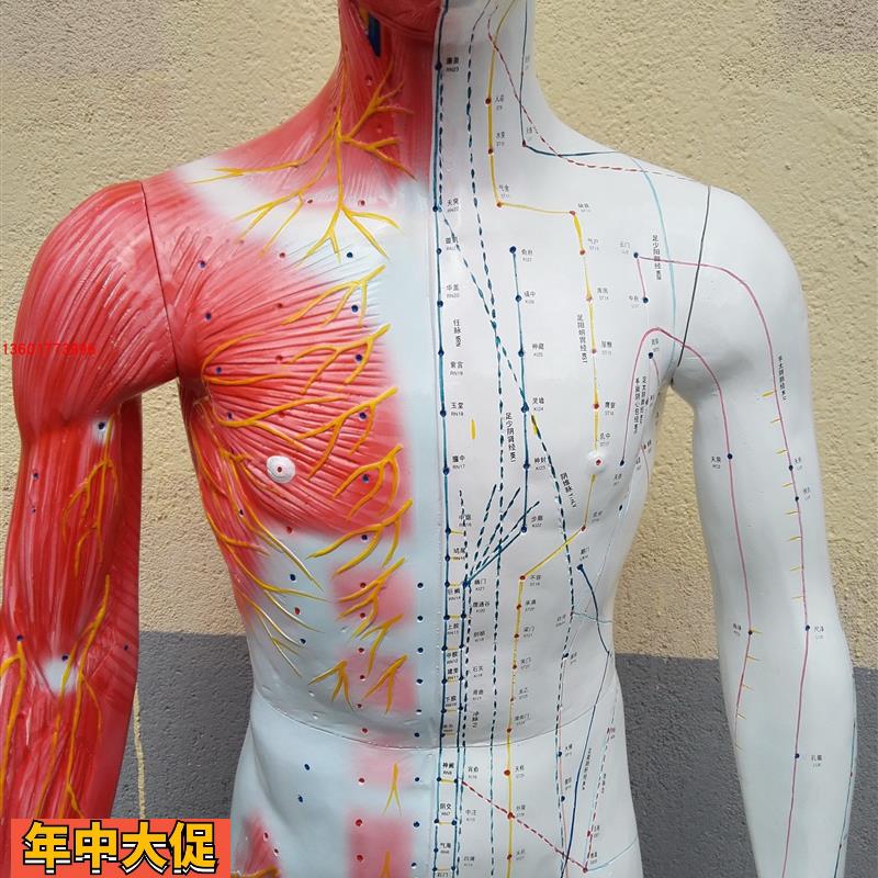 170CM人体针灸模型带肌肉解剖穴位针灸模型84cm人体针灸穴位模型