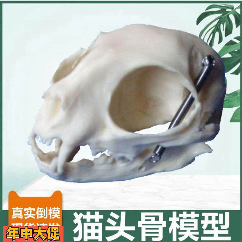 猫头骨模型真实倒模无气味标本展示可活动牙齿口腔猫科宠物兽医用