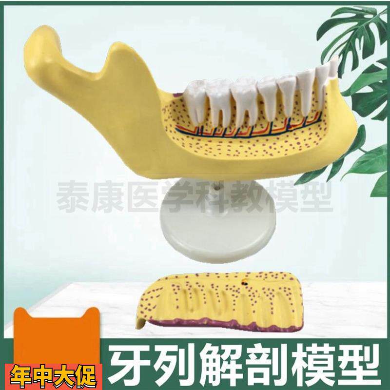成人牙列模型可拆卸牙髓神经血管磨牙解剖口腔牙科诊所用儿童乳牙