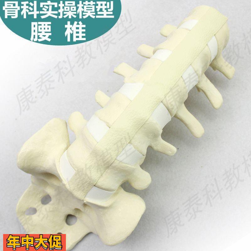 腰椎骨模型骨科手术练习用假骨头韧带骶椎尾骨人体四肢散骨髋关节