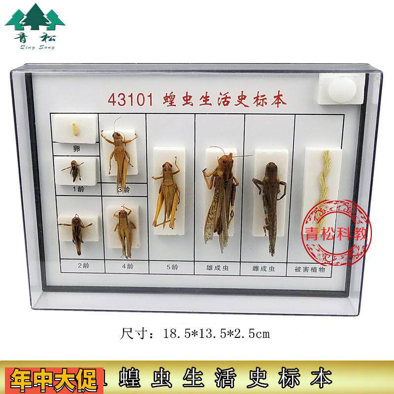 蝗虫生活史标本J43101初中高中生物实验教学仪器器材标本实验