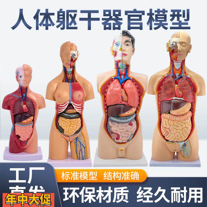 45CM医学内脏人体器官结构躯干解剖模型心脏构造儿童可拆装教学