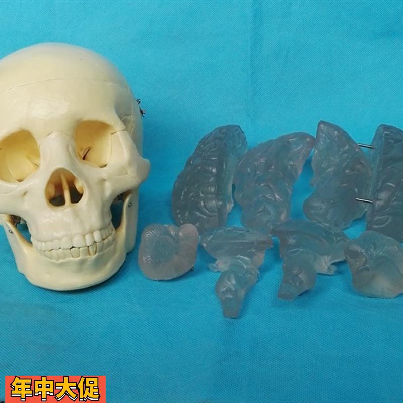 包邮1:1头骨带透明脑模型人体骨骼益智骨架骷髅医用教学讲解展示