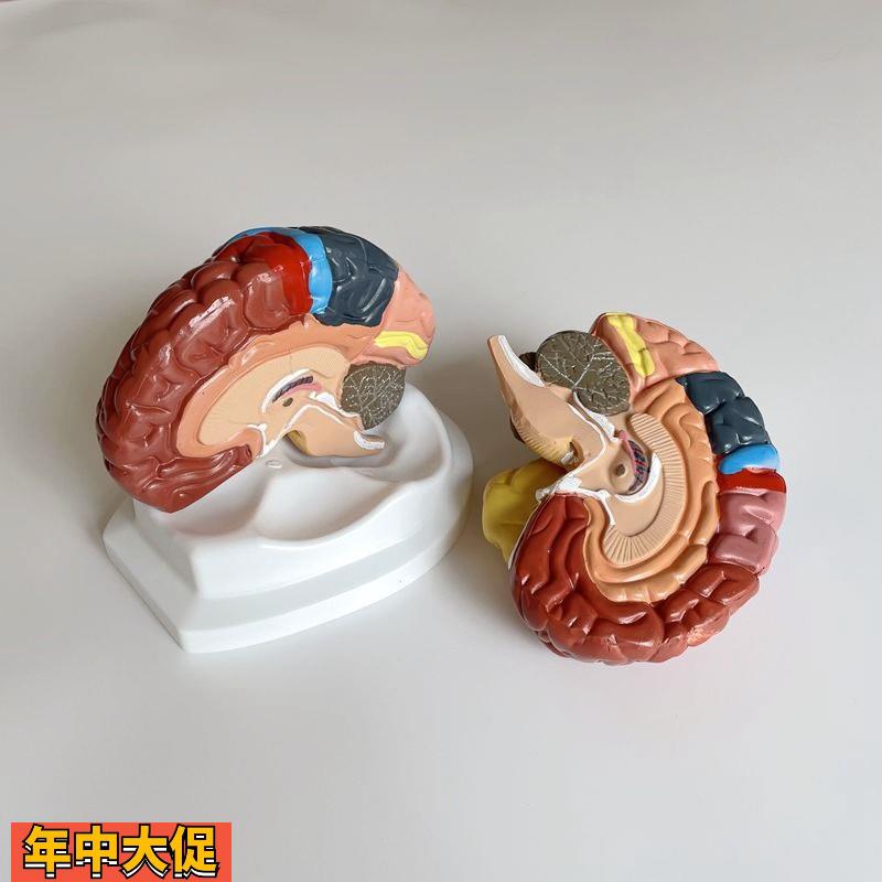 康泰医学模型大脑皮层功能区脑干垂体神经感觉躯体运动言语中枢