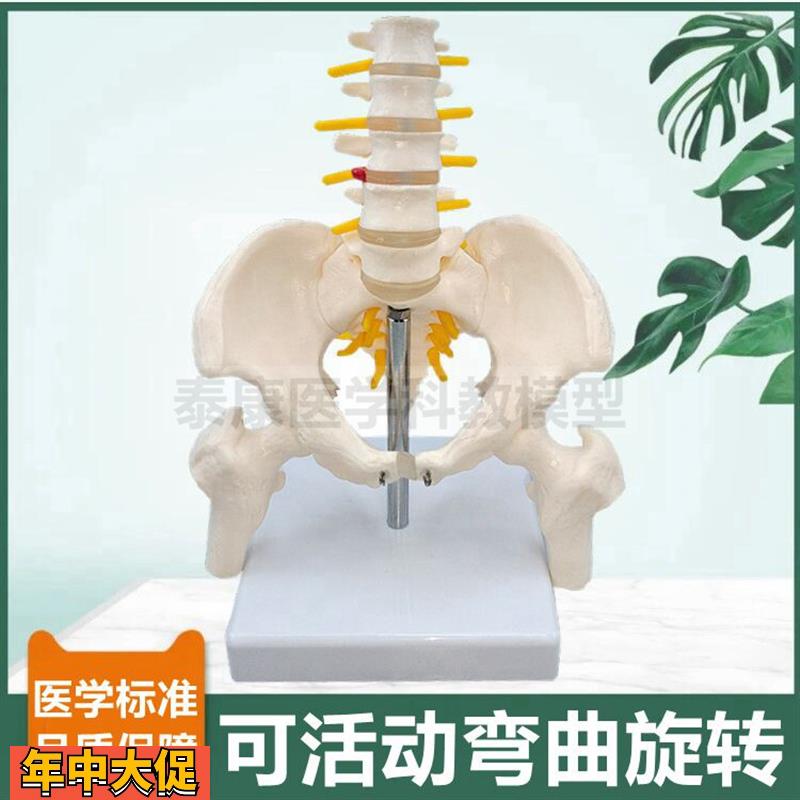 人体骨盆功能模型动态可旋转活动腰椎弯曲前后侧弯康复健身瑜伽用