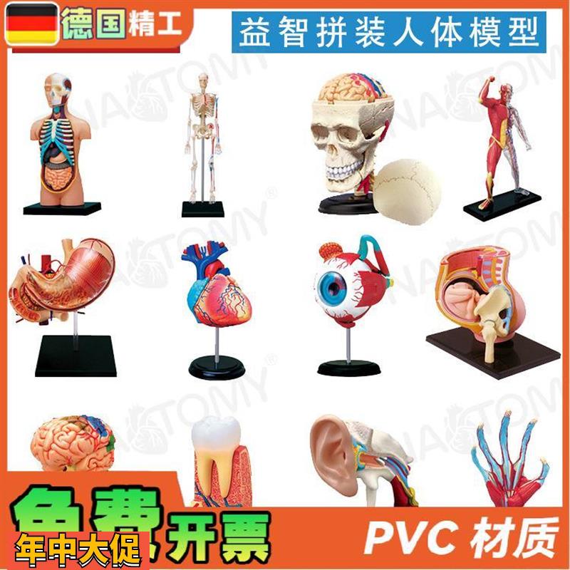 德国】4DMASTER少儿科普人体解剖模型拼装玩具礼品DIY身体构造